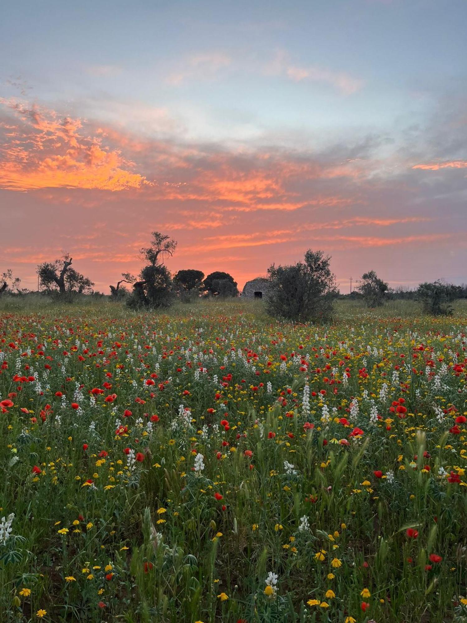 Agriturismo Villa Coluccia 마르타노 외부 사진