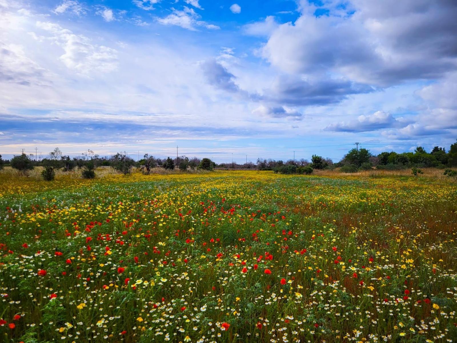 Agriturismo Villa Coluccia 마르타노 외부 사진